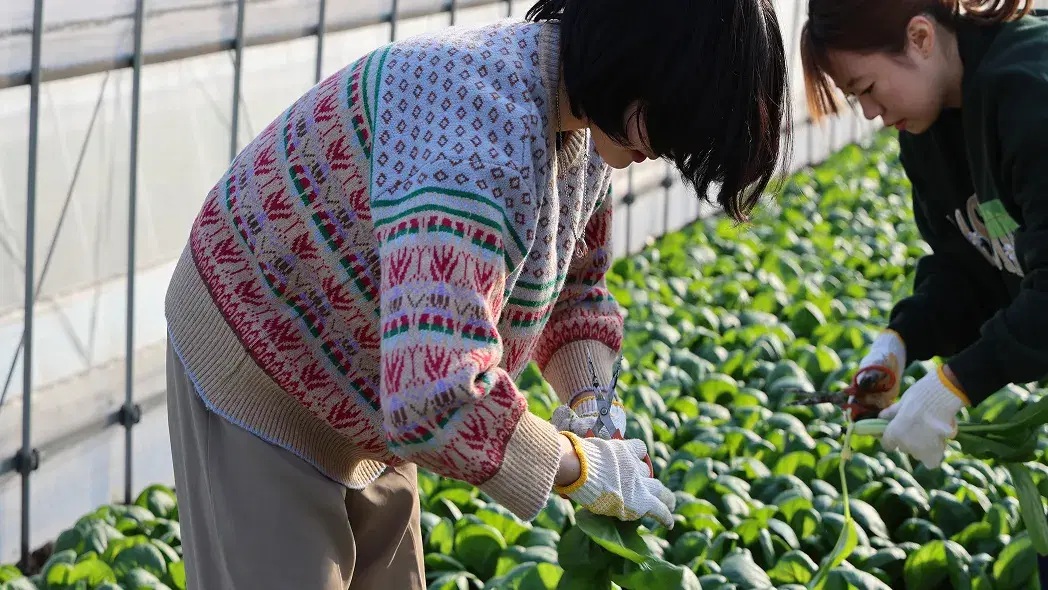 畑仕事体験の写真