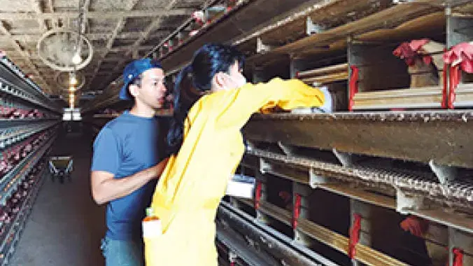 うるま市での養鶏体験と商品企画