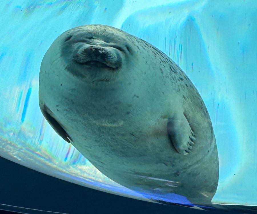 【心斎橋】夏こそ、ひんやり&ドキドキ!水族館と謎解きをWで味わう校外学習